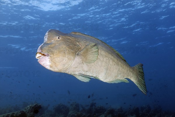 Green humphead parrotfish