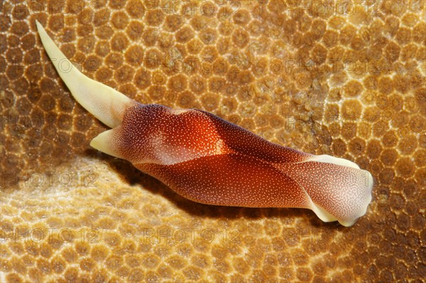 Lovely Headshield Slug