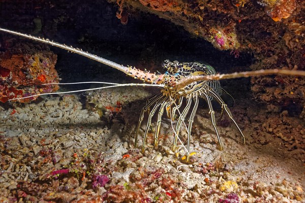 Painted rock crayfish