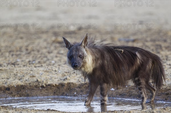 brown hyena