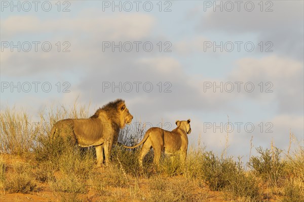 Black-maned lions