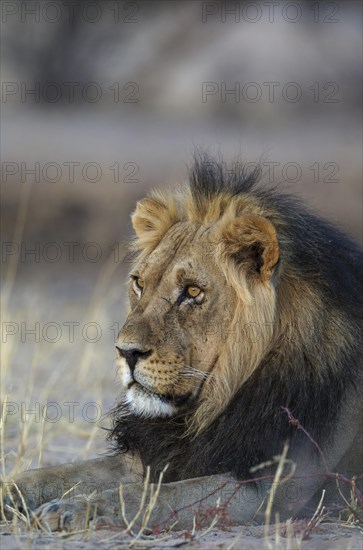 Black-maned lion