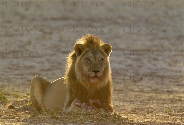 Black-maned lion