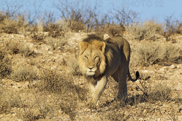 Black-maned lion