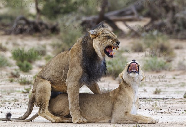 Black-maned lions