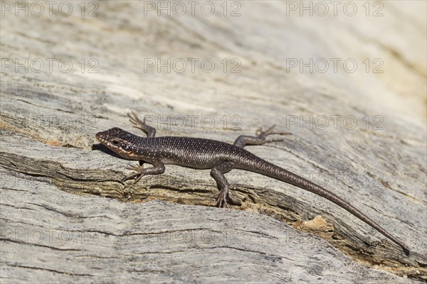 Kalahari Tree Skink