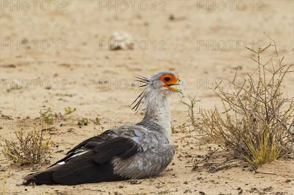 Secretary Bird