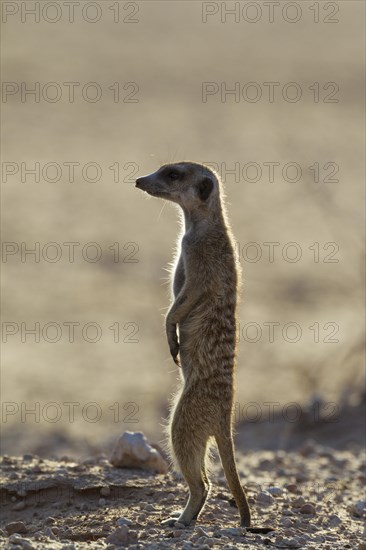 Suricate