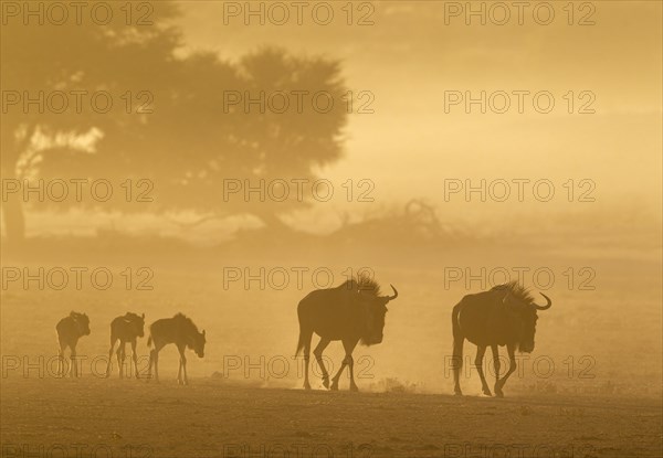 Blue Wildebeests