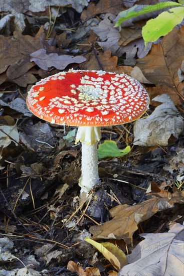 Fly agaric