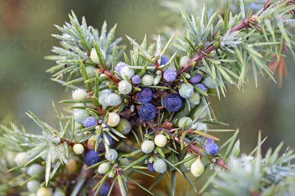 Common juniper