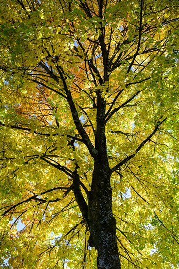 Maple