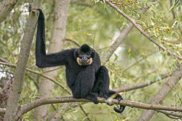 Yellow-cheeked gibbon