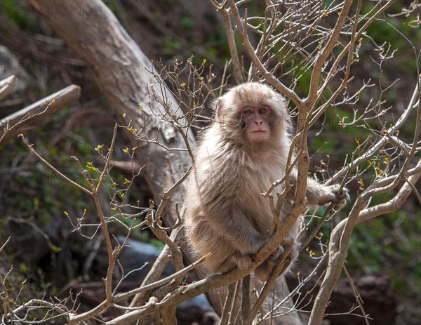 Japanese macaque