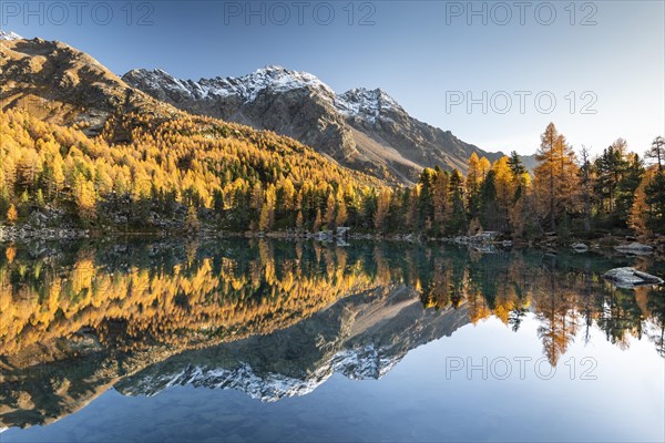 Autumn larch forest reflected in the mountain lake Lago di Saoseo