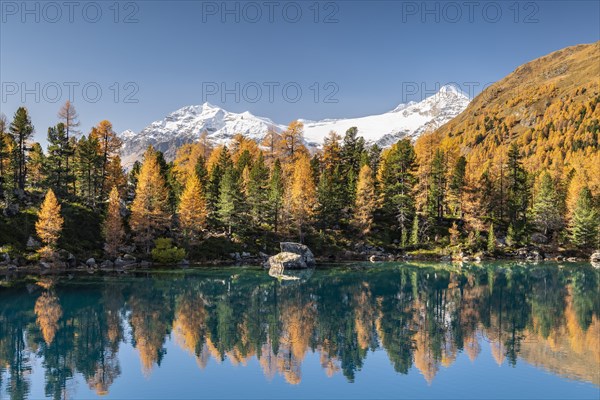 Autumn larch forest reflected in Lago di Saoseao