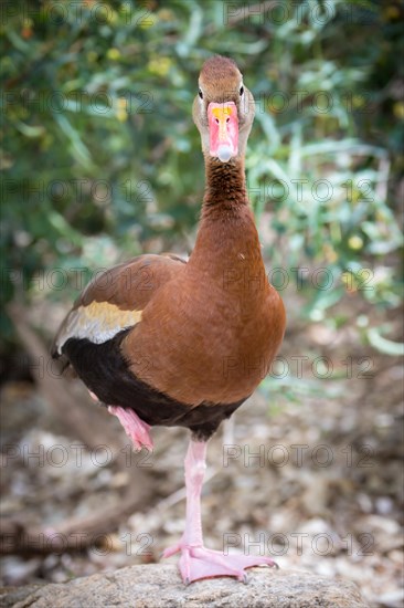 Black-bellied Whistling Duck