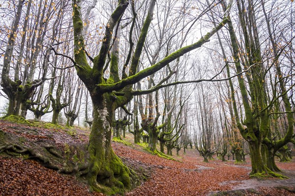 Gorbea Natural Park