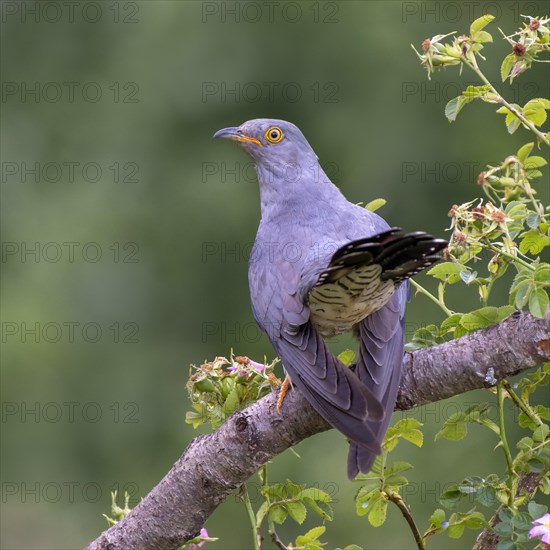 Common cuckoo