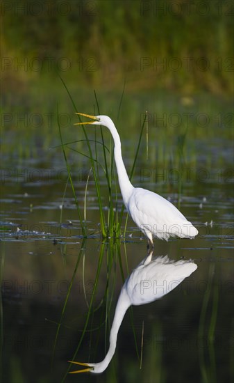 Great egret