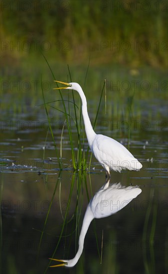 Great egret