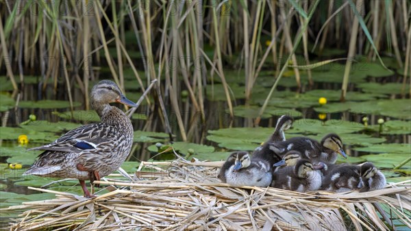 Mallard