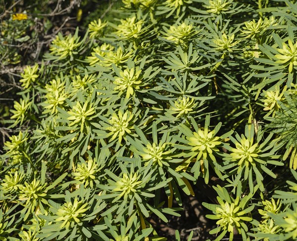 Euphorbia obtusifolia