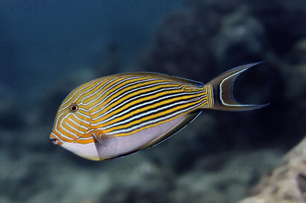 Striped Surgeonfish