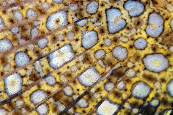 Detail tail fin Peacock flounder