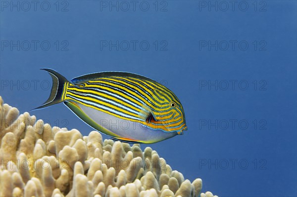 Striped Surgeonfish