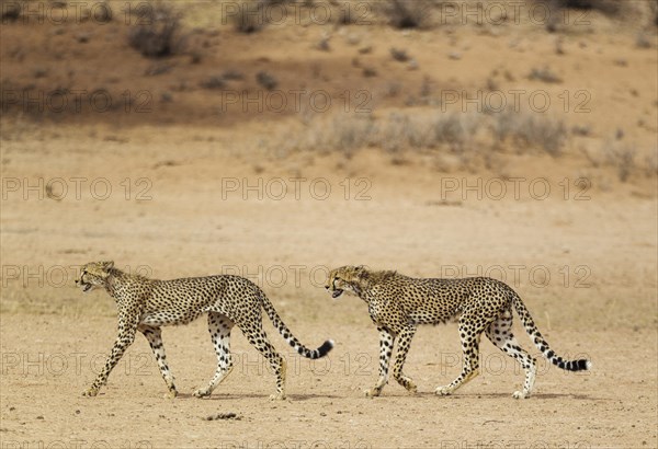 Cheetahs