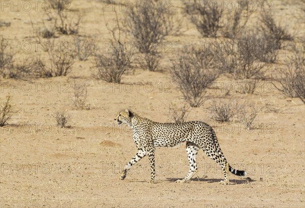 Cheetah