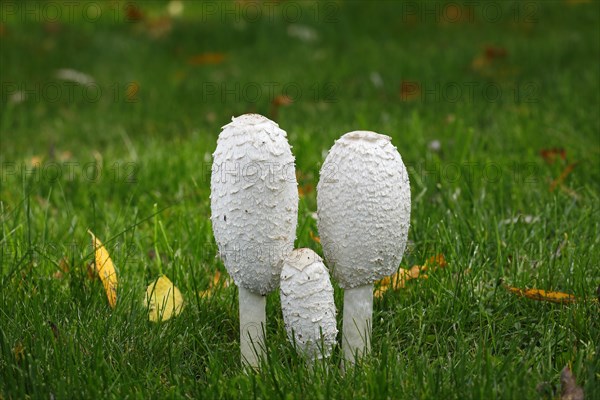 Shaggy ink caps