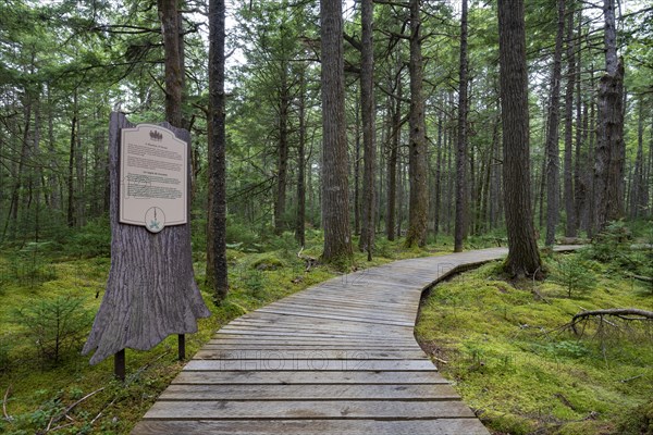 Wooden walkway through light coniferous forest in Kejimkujik National Park