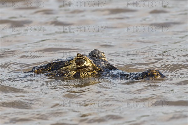 Yacare caiman