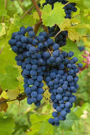 Cabernet-Sauvignon grapes