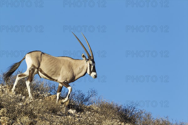 Gemsbok