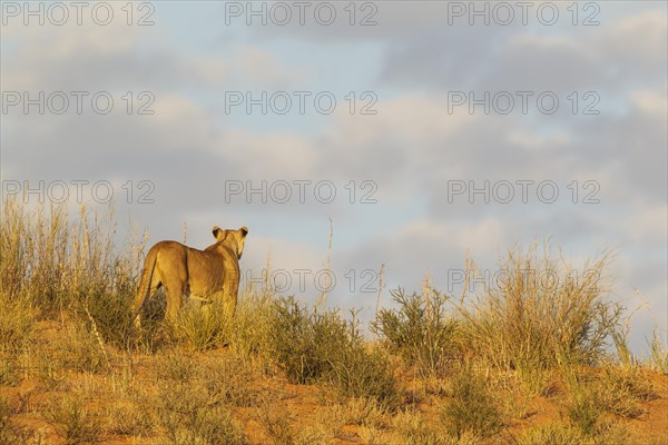 Lioness