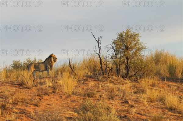 Black-maned lion