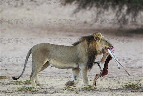 Black-maned lion