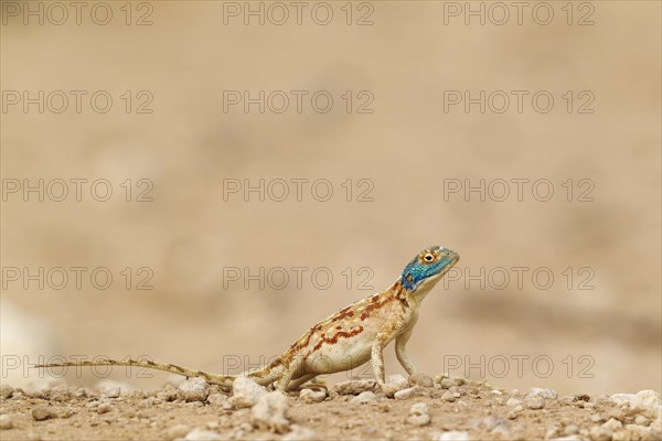 Ground Agama