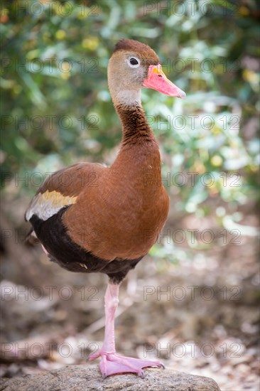 Black-bellied Whistling Duck