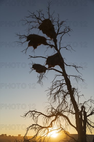 Large communal nests of Sociable Weavers