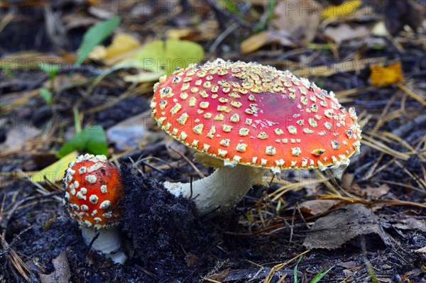 Fly agarics