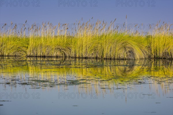 Reed grass in the water