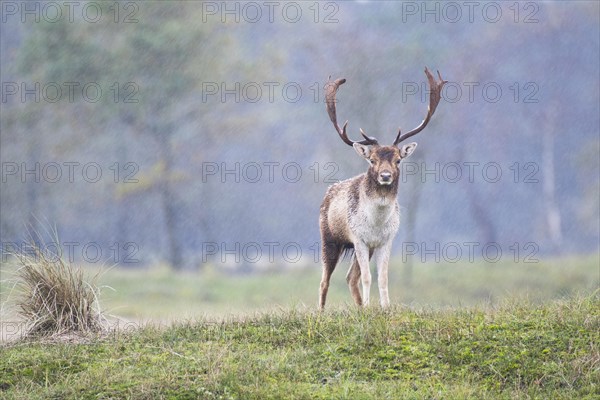 Fallow deer