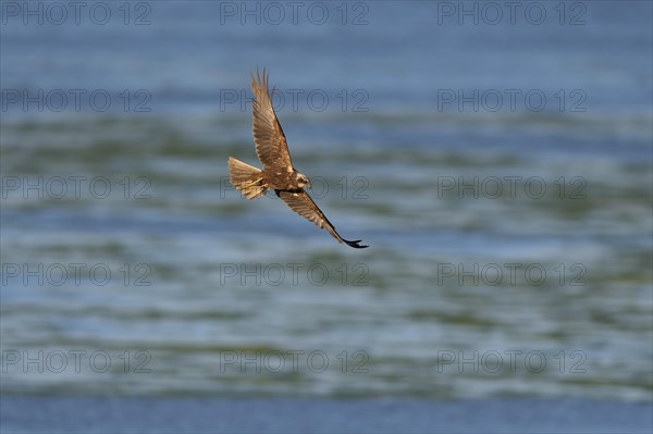 Western marsh-harrier