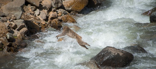 Japanese macaque