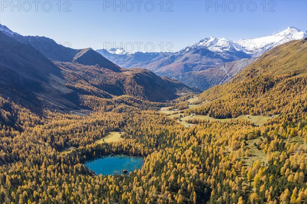 Autumn larch forest in Val di Campo