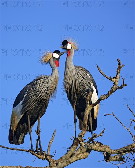 Gray crowned-cranes